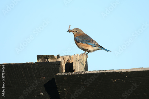 Bluebird, Female with grasshopper_6301