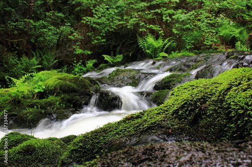 A river flowing over moss covered rocks through a rain forest after a spring rain in British Columbia Canada.