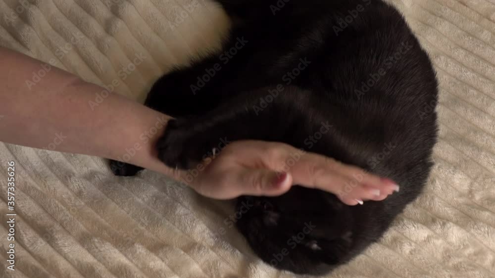 An angry black kitten bites the woman's hand . Playful kitten.