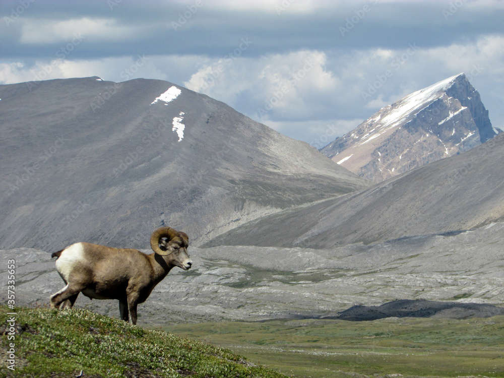 Naklejka premium sheep in the mountains