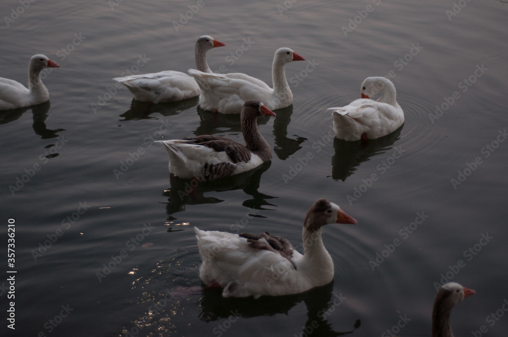 Obraz premium swans on the lake
