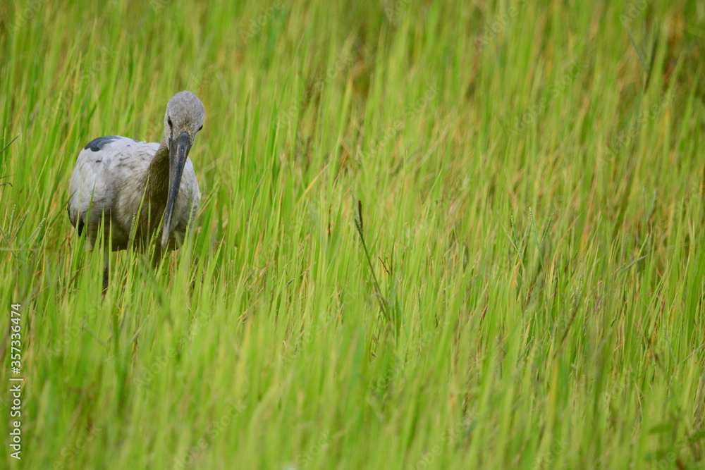 Anastomus oscitans is on a grass Anastomus oscitans is on a grass