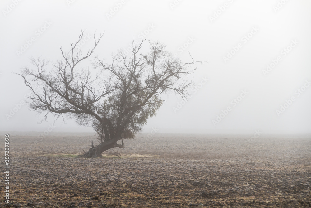 A cold and misty winter morning on a field A cold and misty winter morning on a field