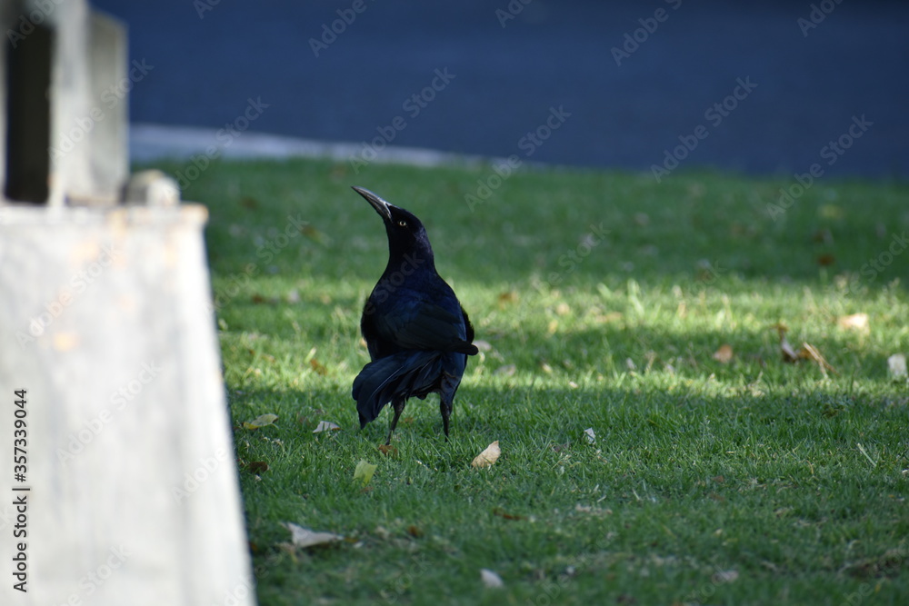 Fototapeta premium Crow III.