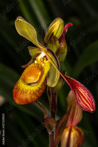 Sargent's Phragmipedium (Phragmipedium sargentianum) photo