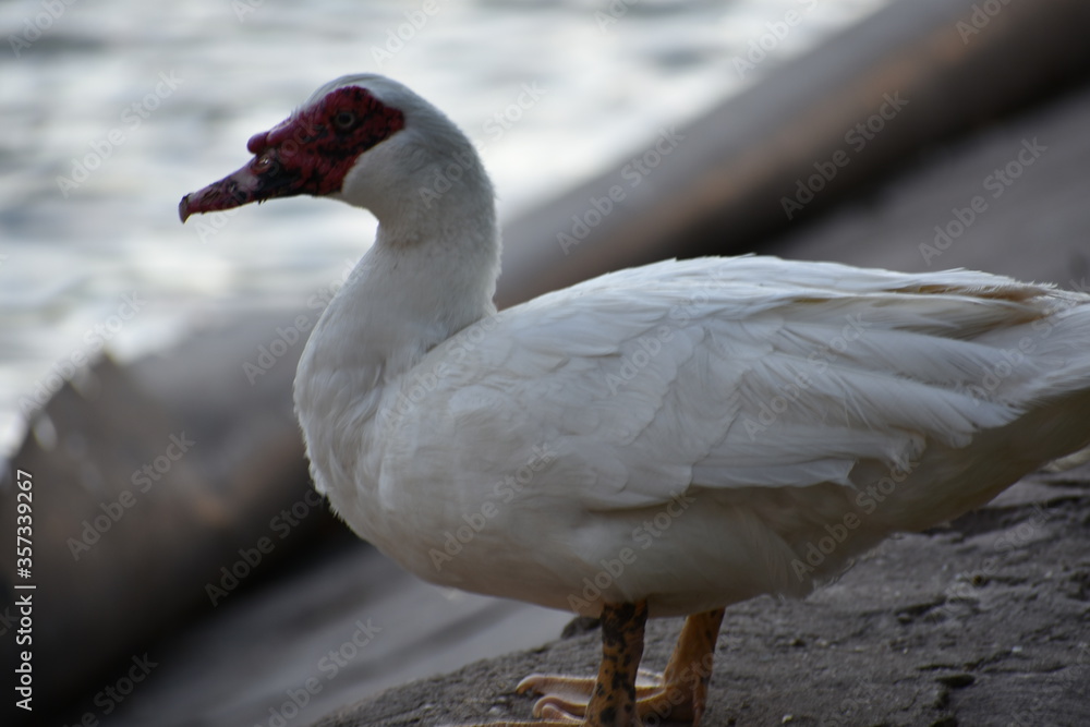 Fototapeta premium Duck II.