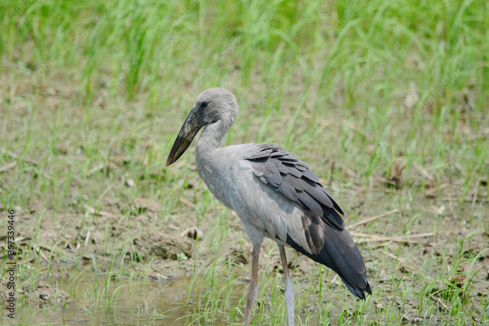 Naklejka premium Anastomus oscitans is on a grass
