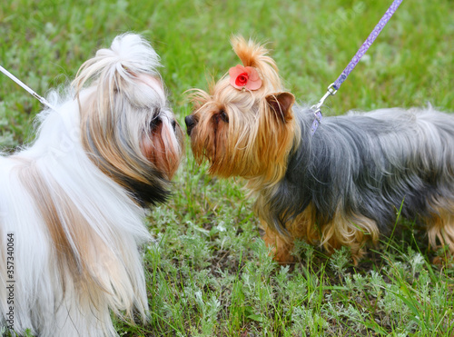 Dog breed Yorkshire Terrier on a walk