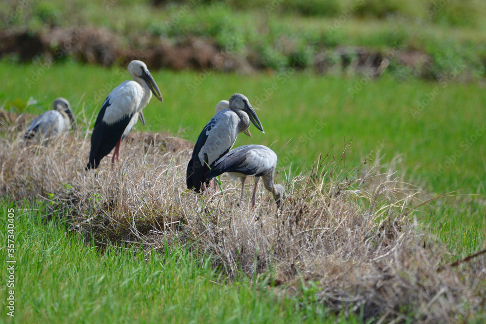 Anastomus oscitans is on a grass Anastomus oscitans is on a grass