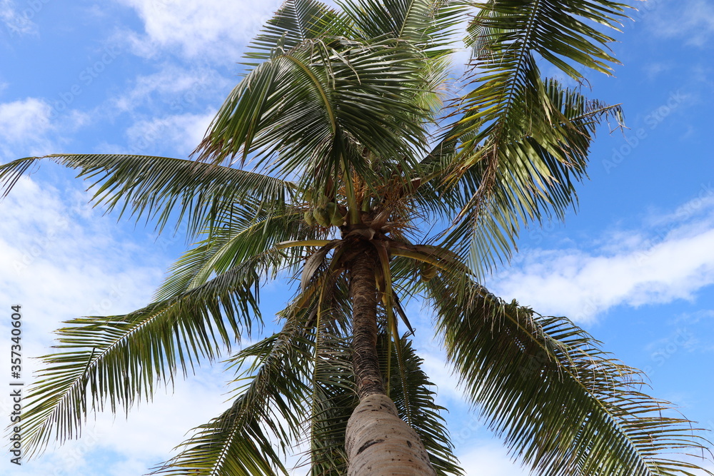 Fototapeta premium Coconut palm trees against a bright blue sky.