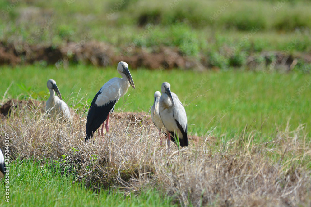 Fototapeta premium Anastomus oscitans is on a grass