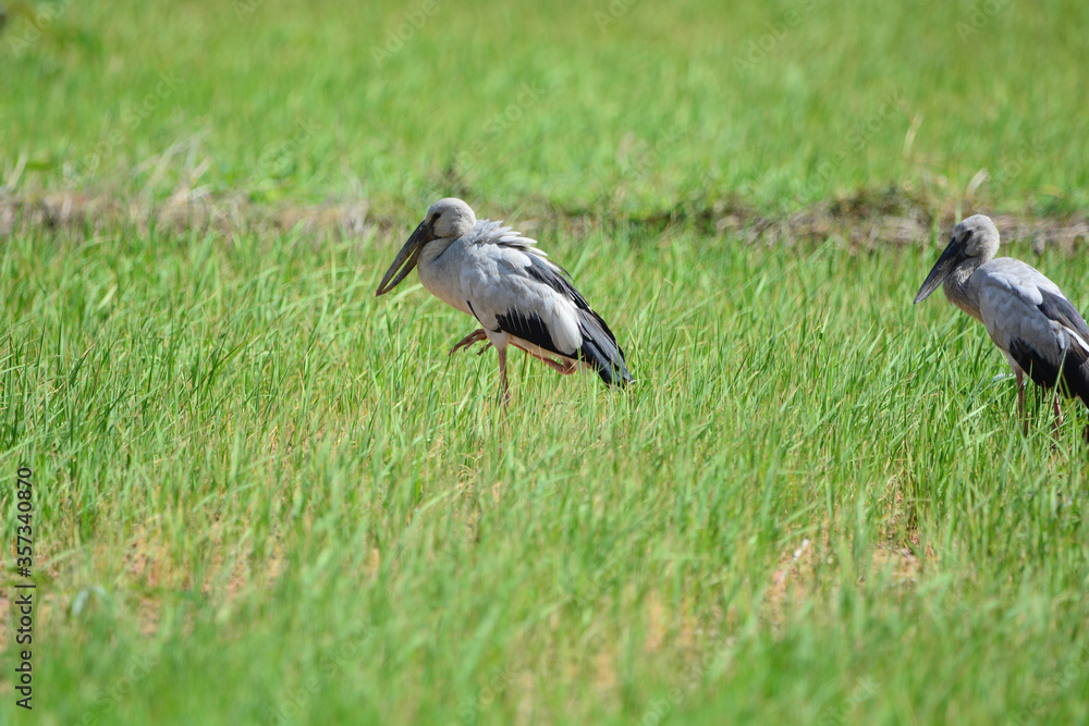 Anastomus oscitans is on a grass Anastomus oscitans is on a grass