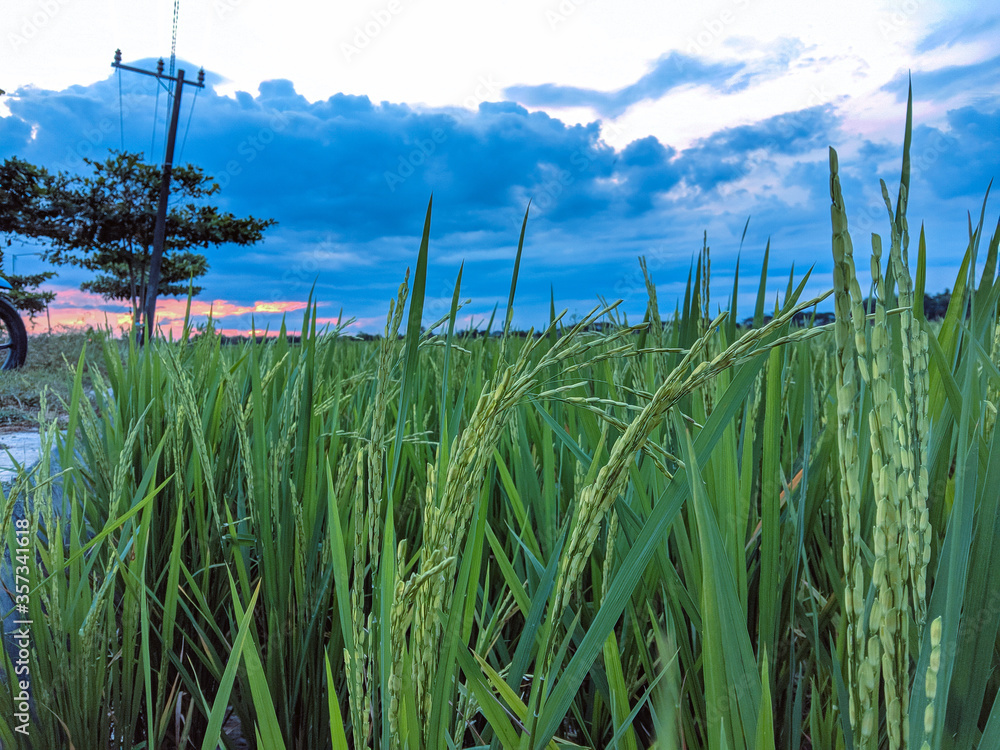 Fototapeta premium green grass and blue sky