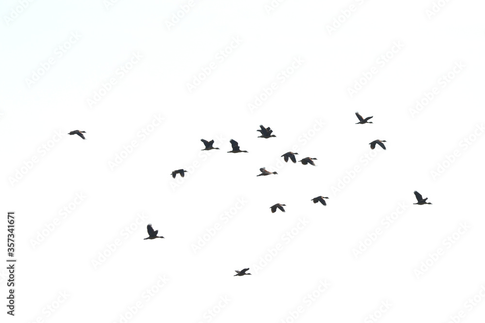 Obraz premium a flock of Lesser Whistling Duck is flying