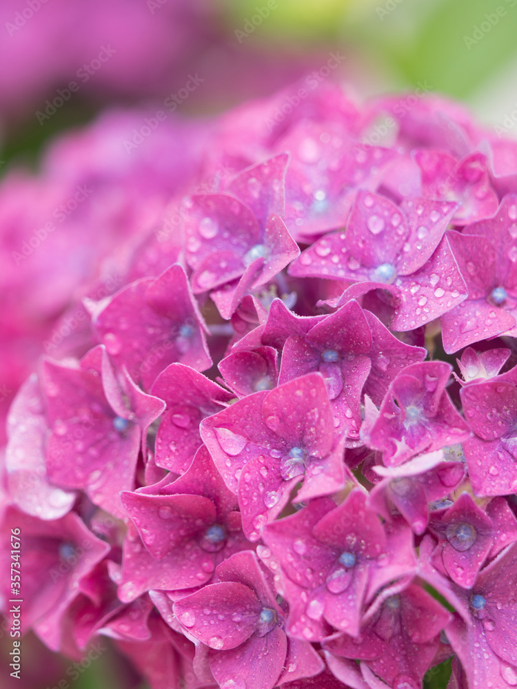 雨上がりのアジサイの花