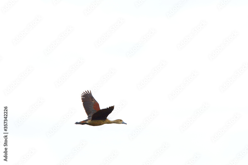 Obraz premium a Lesser Whistling Duck is flying