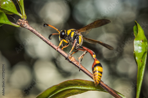 aMacro image of yellow paper wasp hanging on a twig and isolated on a black background © Rizal Kuswandi