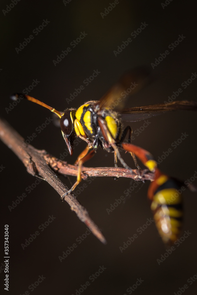 Close up image of yellow paper wasp on a twig Close up image of yellow paper wasp on a twig