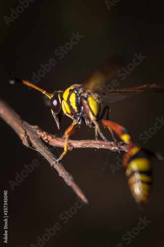 Close up image of yellow paper wasp on a twig © Rizal Kuswandi