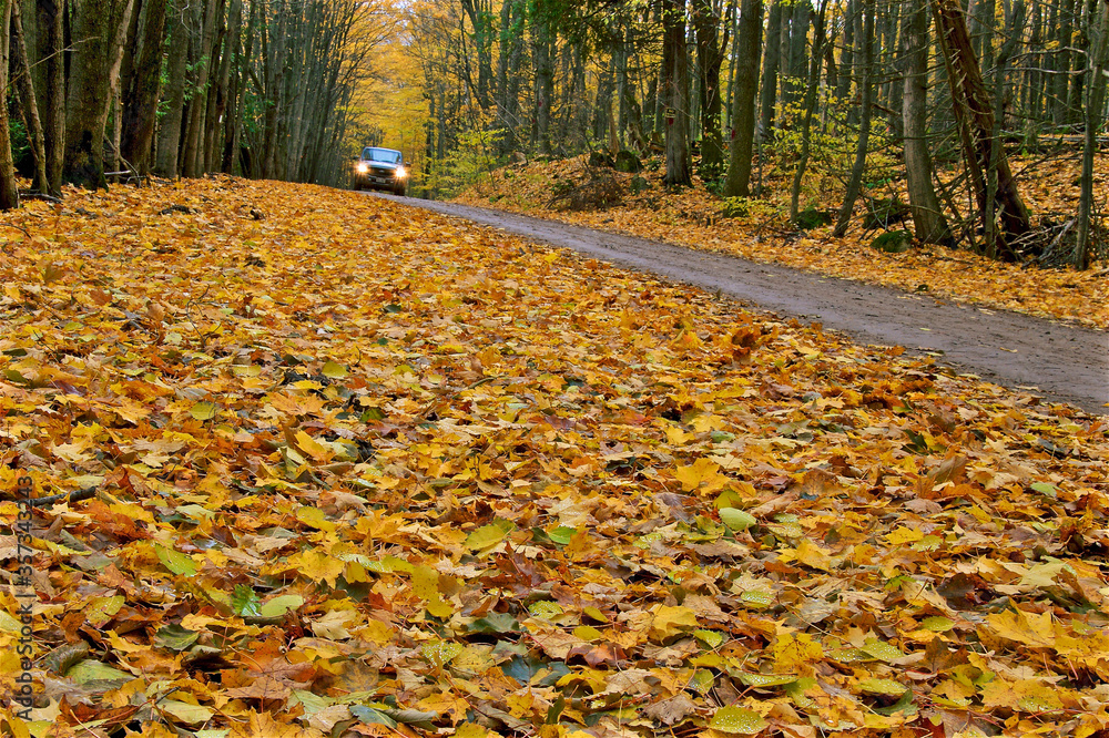 The landscape of country road with autumn leaf color, and low angle view. The landscape of country road with autumn leaf color, and low angle view.