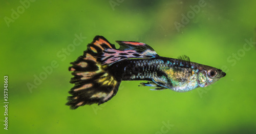 Colorful little guppy fish swimming in aquarium