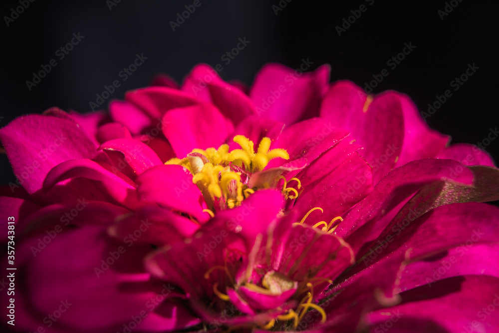 Beautiful image of pink zinnia flower head in close up and isolated on black background Beautiful image of pink zinnia flower head in close up and isolated on black background