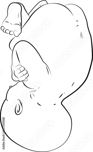 Baby in fetal position vector