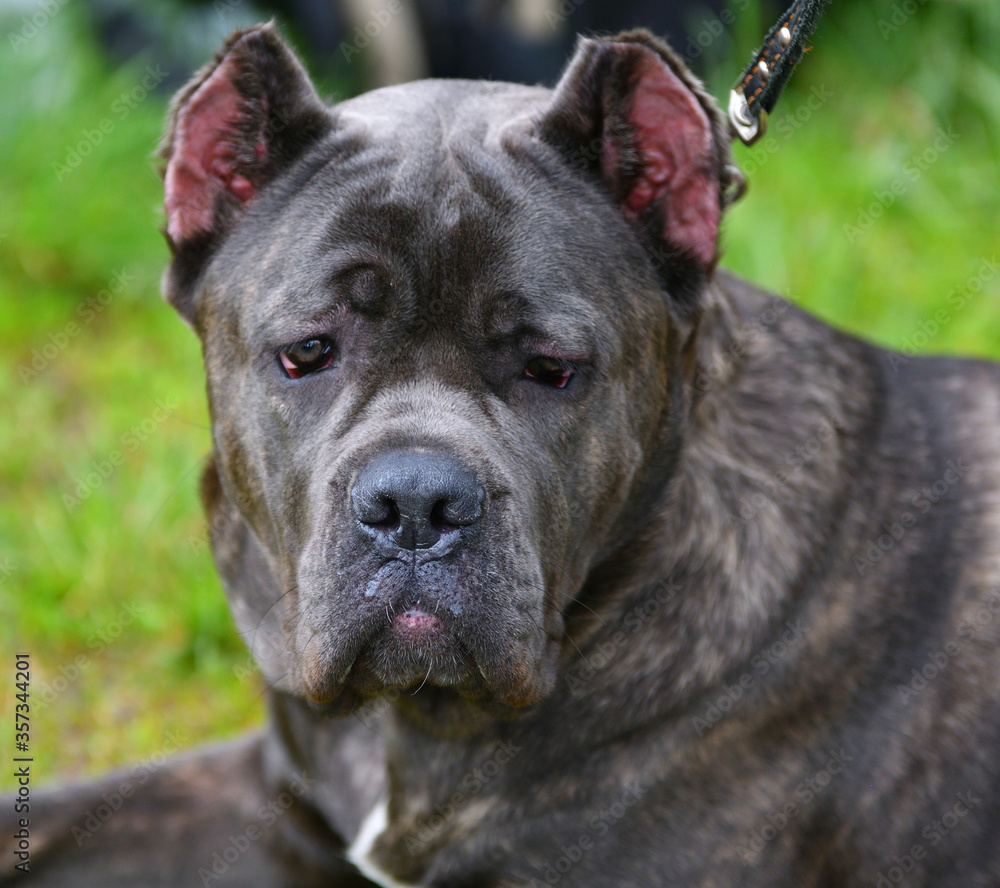 Dog breed Cane-Corso on a walk