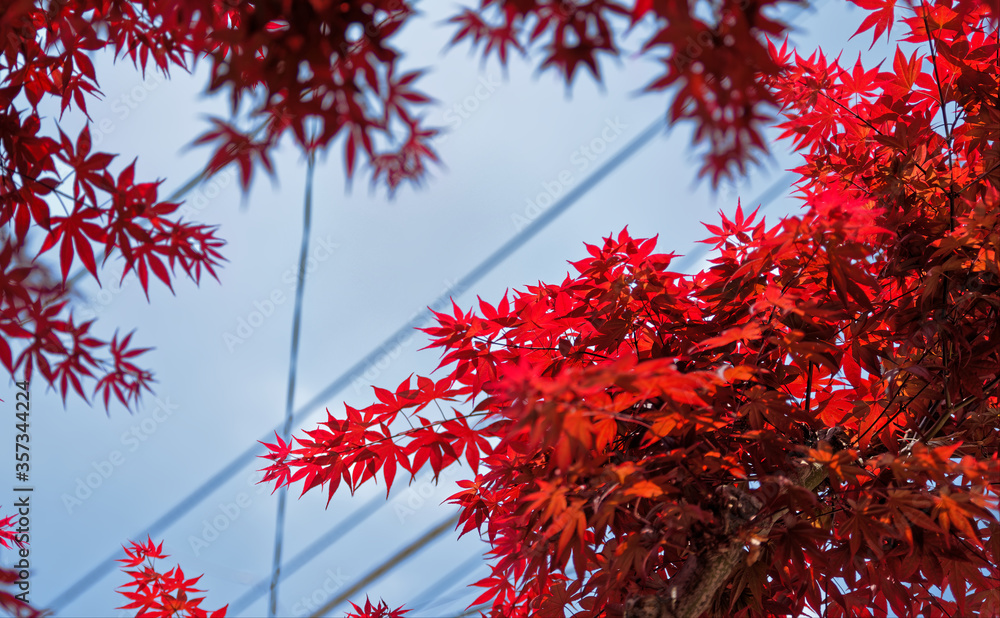 Bright red Japanese maple leaves under power lines against a blue sky Bright red Japanese maple leaves under power lines against a blue sky