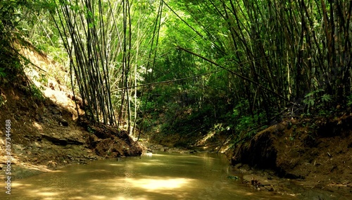 Tableau sur toile Moulvibazar, Bangladesh-September 10, 2018: On the way to Hum hum Waterfall looking a jungle way between trekking in the Bamboo forest