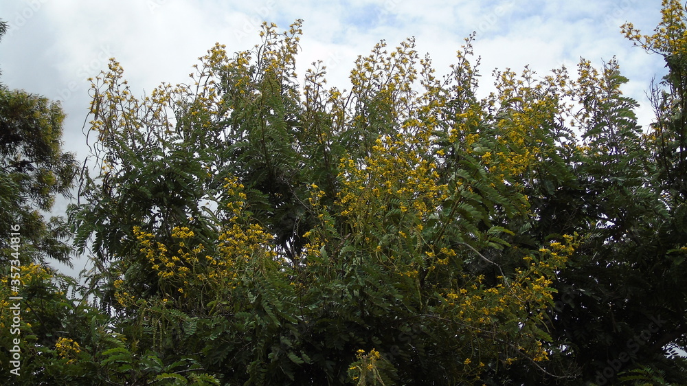 Fototapeta premium green grass and sky