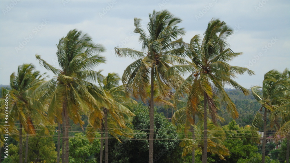 palm trees in the wind