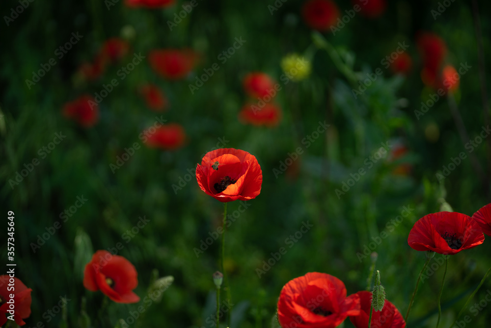 Fototapeta premium red poppies in the field