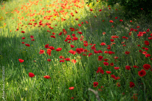 field of poppies © Анна Молько