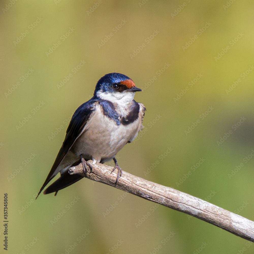 The migratory White-throated Swallow perched on a twig at Marievale Bird Sanctuary, South Africa,. The migratory White-throated Swallow perched on a twig at Marievale Bird Sanctuary, South Africa,.