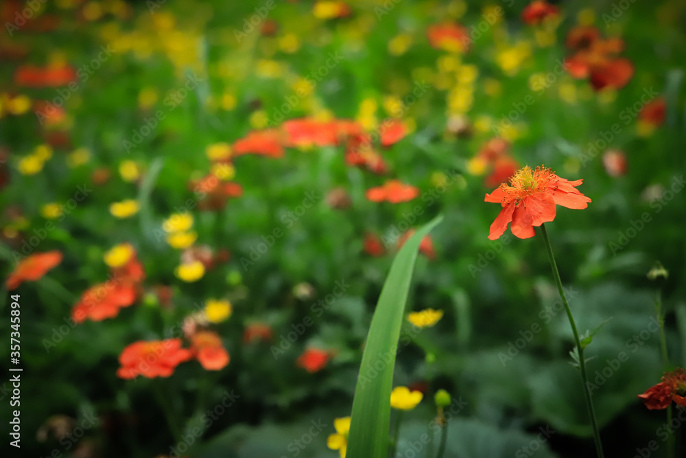 Obraz premium beautiful glade of bright red and yellow flowers on a background of green grass close up