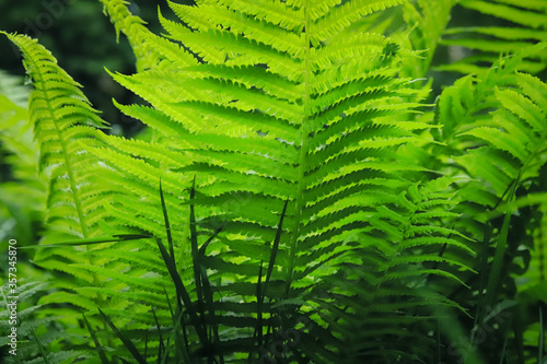 Bush of a beautiful green bright fern close up