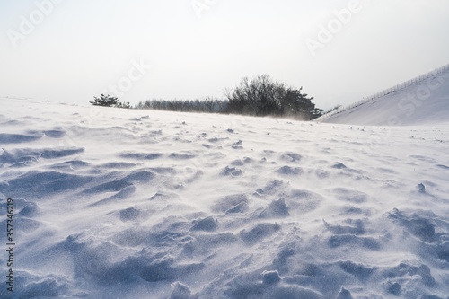 Windy winter snow field with trees in Daegwallyeong Sheep Ranch in South Korea.
