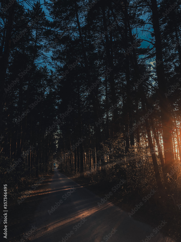 Obraz premium road in the forest