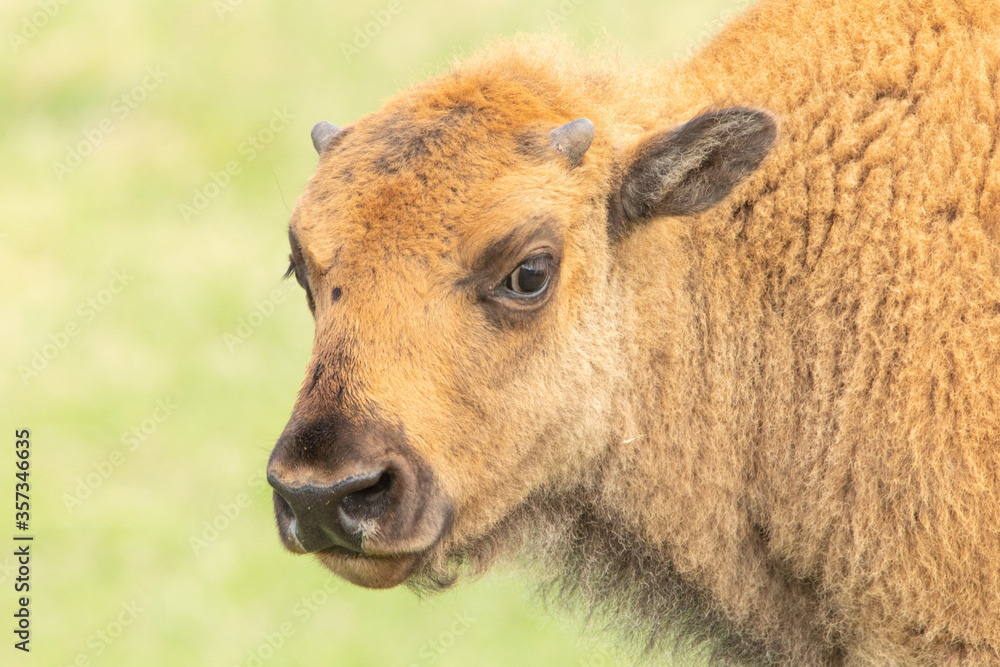 close up of a young bison