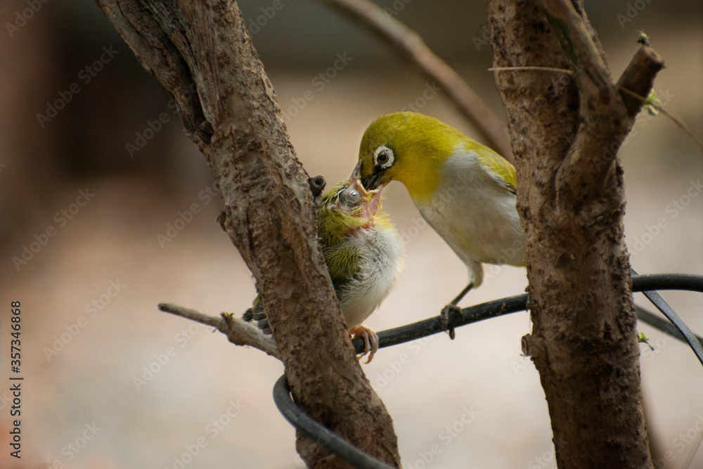 Fototapeta premium Warbling white eye mother bird feeding his baby showing mothers love on branch of plant showing its love to the baby