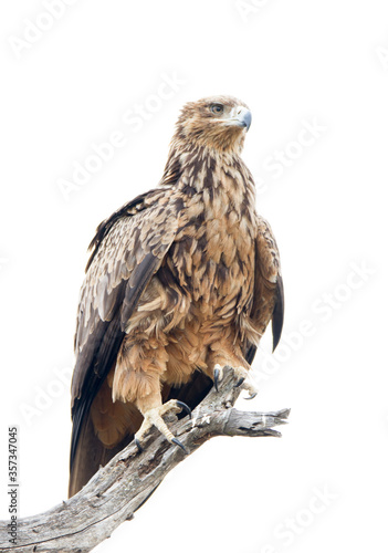 Portrait of a majestic Tawny Eagle getting ready to hunt on the Kruger Park  South Africa