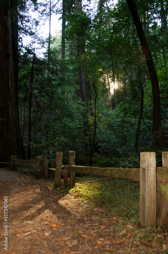 Hiking Trail with sun rays through redwood trees in Armstrong Redwoods State Natural Reserve in California USA
