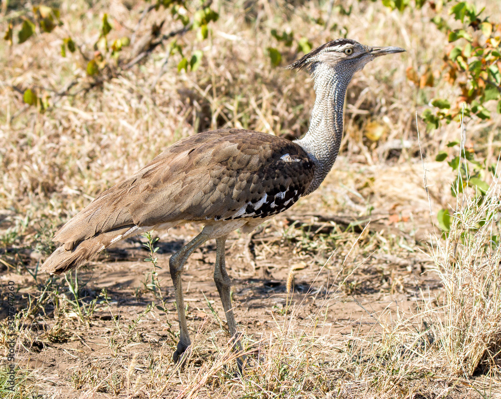 A Kori Bustard, the world's largest flying bird, walking in the Kruger Park, South Africa