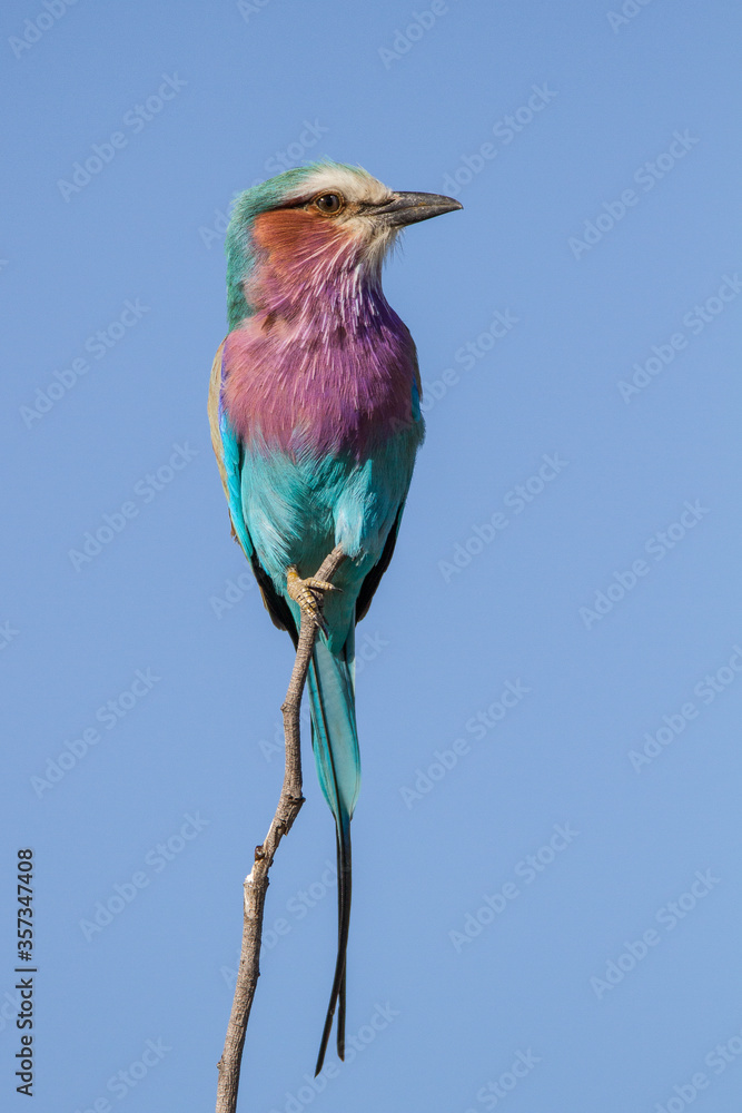 Beautifully colored Lilac-breasted Roller perched on a flimsy stick in Kruger Park, South Africa