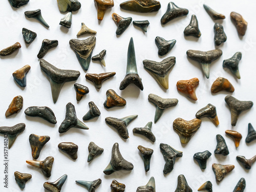 Fossil shark teeth collection on white background
