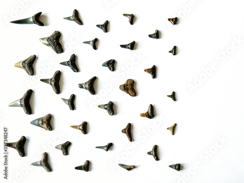 Collection of million-year-old SHARK tooth