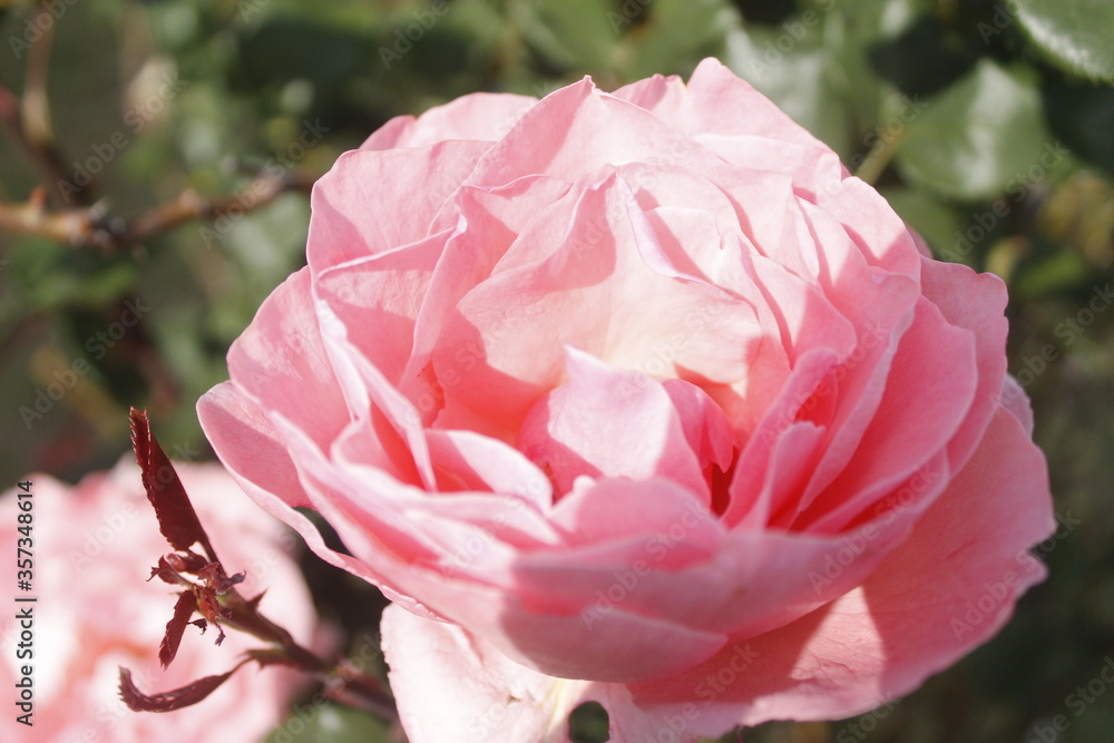 pink rose flower in sunny day