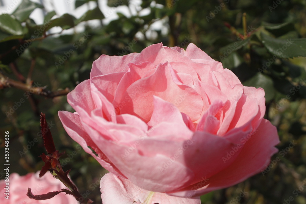 pink rose in bloom