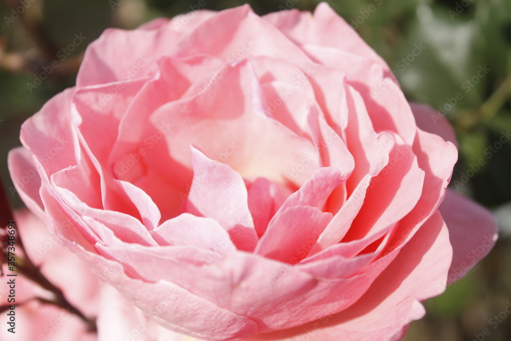 beautiful pink rose petals closeup in garden showing variety of shades